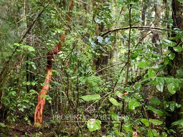 Terrenos en Reserva biológica Huilo Huilo