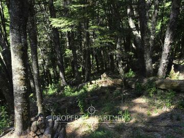 Terrenos en Reserva biológica Huilo Huilo