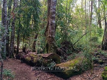 Terrenos en Reserva biológica Huilo Huilo