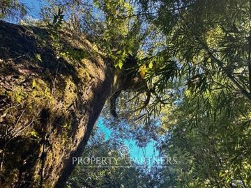 Dos Parcelas en Reserva Biológica Huilo Huilo