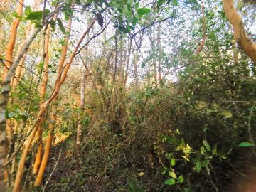 MARAVILLOSA CASA EN SITIO DE 6320 MTS2 PICHIHUAPE VALDIVIA