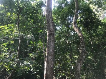 Terreno en Venta  en Tomatlán, Jalisco
