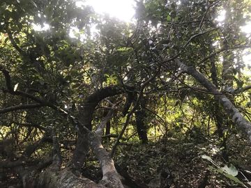 Terreno en Venta  en Tomatlán, Jalisco