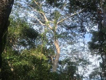 Terreno en Venta  en Tomatlán, Jalisco