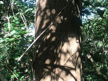 Terreno en Venta  en Tomatlán, Jalisco
