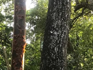 Terreno en Venta  en Tomatlán, Jalisco