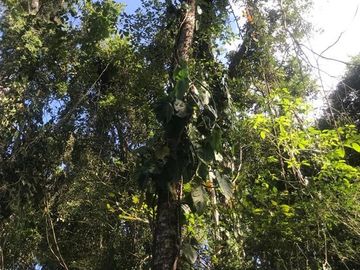 Terreno en Venta en Tomatlán, Jalisco