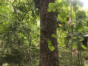 Terreno en Venta en Tomatlán, Jalisco