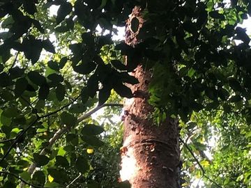 Terreno en Venta en Tomatlán, Jalisco