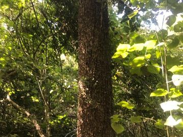 Terreno en Venta en Tomatlán, Jalisco