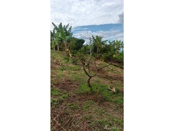 VENTA FINCA EN PRODUCCION PLATANO Y AGUACATE  ULLOA - VALLE