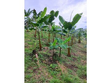 VENTA FINCA EN PRODUCCION PLATANO Y AGUACATE  ULLOA - VALLE