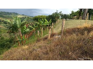 VENTA FINCA EN PRODUCCION PLATANO Y AGUACATE  ULLOA - VALLE