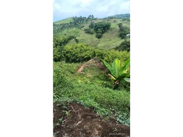 VENTA FINCA EN PRODUCCION PLATANO Y AGUACATE  ULLOA - VALLE