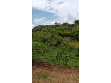 VENTA FINCA EN PRODUCCION PLATANO Y AGUACATE  ULLOA - VALLE