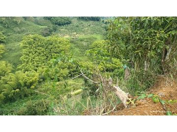 VENTA FINCA EN PRODUCCION PLATANO Y AGUACATE  ULLOA - VALLE