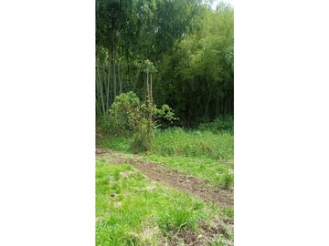VENTA FINCA EN PRODUCCION PLATANO Y AGUACATE  ULLOA - VALLE