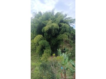 VENTA FINCA EN PRODUCCION PLATANO Y AGUACATE  ULLOA - VALLE