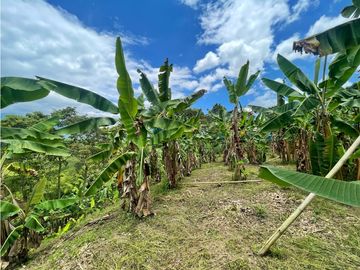 Se Vende Finca El Caimo Vista Cañon Rio Quindío
