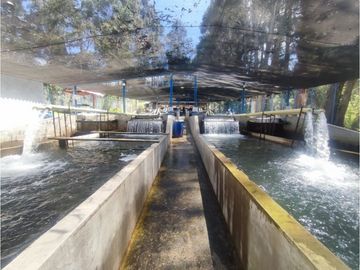 Vendo finca  en Sonsón Antioquia, oriente antioqueño