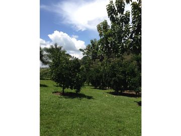 Se Vende Finca Ganadera Barragan Genova Quindio
