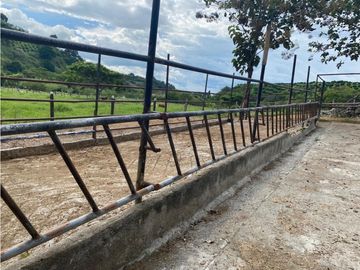 Se Vende Finca Ganadera Barragan Genova Quindio