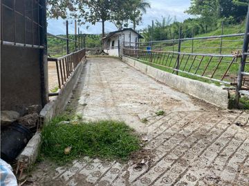 Se Vende Finca Ganadera Barragan Genova Quindio