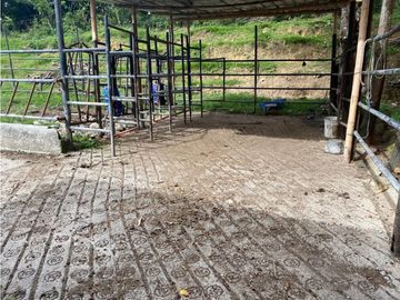 Se Vende Finca Ganadera Barragan Genova Quindio