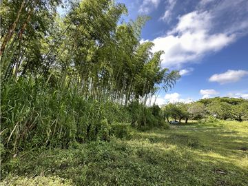 Finca Quindiana A La Venta Sobre Corredor Turistico De Montenegro