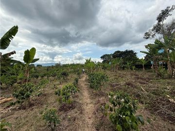 Finca Quindiana A La Venta Sobre Corredor Turistico De Montenegro