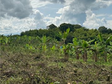 Finca Quindiana A La Venta Sobre Corredor Turistico De Montenegro