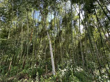 Finca Quindiana A La Venta Sobre Corredor Turistico De Montenegro