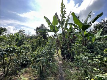 Finca Quindiana A La Venta Sobre Corredor Turistico De Montenegro