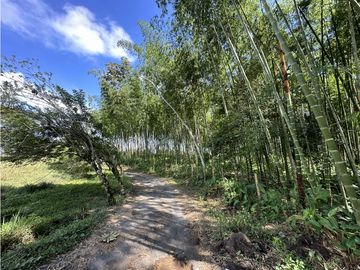 Finca Quindiana A La Venta Sobre Corredor Turistico De Montenegro
