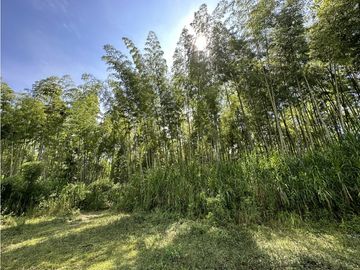 Finca Quindiana A La Venta Sobre Corredor Turistico De Montenegro