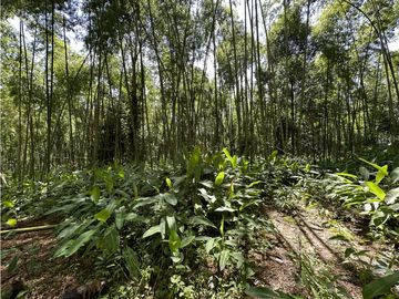 Finca Quindiana A La Venta Sobre Corredor Turistico De Montenegro
