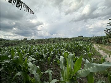 Se Vende Finca Productiva Cerca Al Parque Del Cafe Quindio