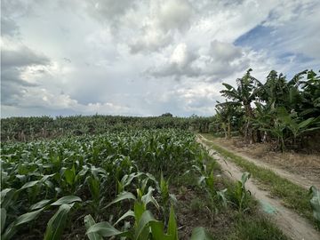Se Vende Finca Productiva Cerca Al Parque Del Cafe Quindio