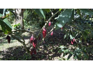Se vende finca en Guaduas Cundinamarca.