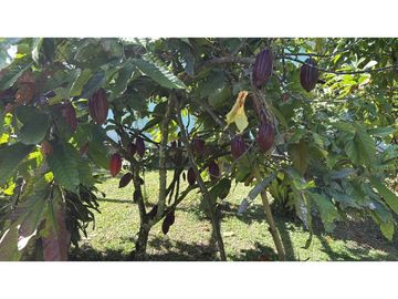 Se vende finca en Guaduas Cundinamarca.