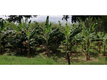 Se vende finca en Guaduas Cundinamarca.