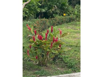Venta de lotes campestres en Minca Santa Marta