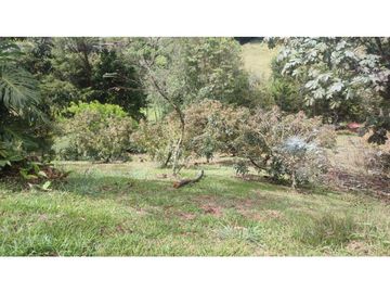 VENDO FINCA 10 MIL MTS UNIDAD CERRADA VIA A LA CEJA CH