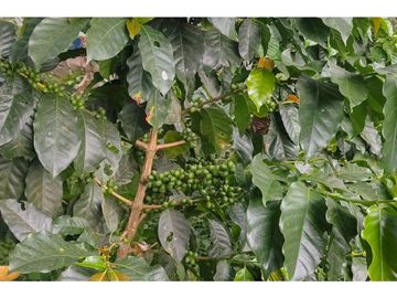 FINCA A BORDE CARRETERA_ EN VENTA _SASAIMA
