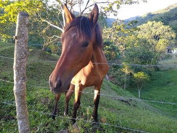 FINCA 11.8 HAS EN VENTA SASAIMA VILLETA