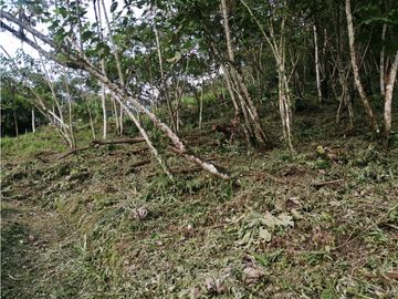 FINCA 11.8 HAS EN VENTA SASAIMA VILLETA