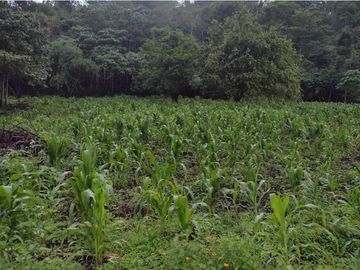 FINCA 11.8 HAS EN VENTA SASAIMA VILLETA