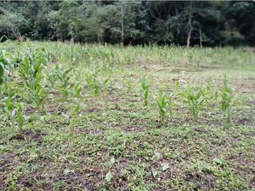 FINCA 11.8 HAS EN VENTA SASAIMA VILLETA