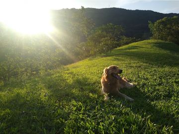 FINCA 11.8 HAS EN VENTA SASAIMA VILLETA
