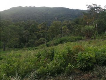 FINCA 11.8 HAS EN VENTA SASAIMA VILLETA